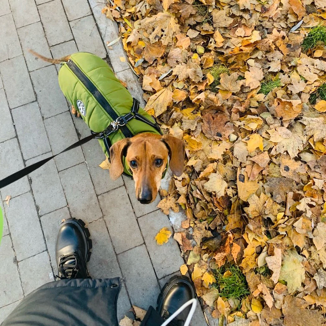 Style Your Pup For Every Season
