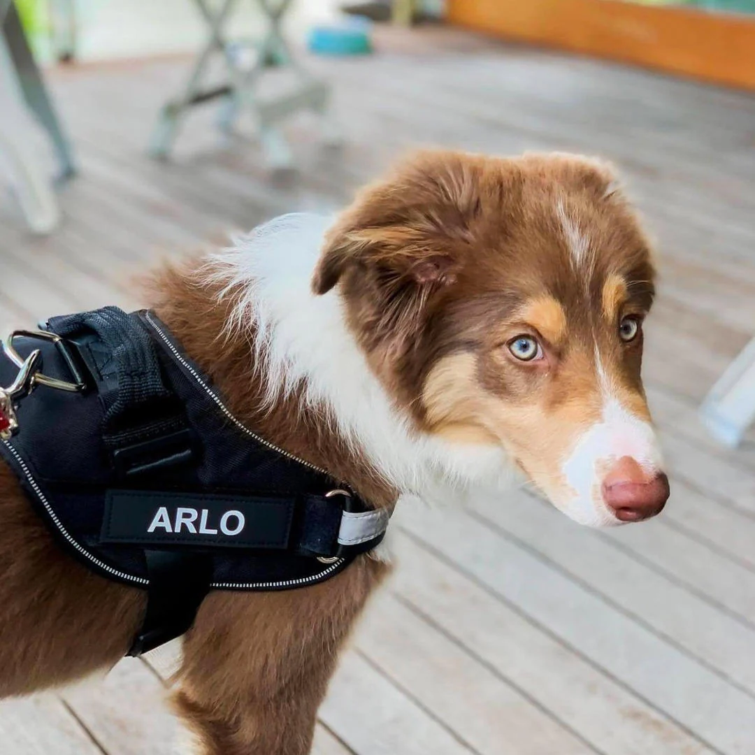 DoggyKings™ Ultimate Personalized No Pull Dog Harness - Image 10