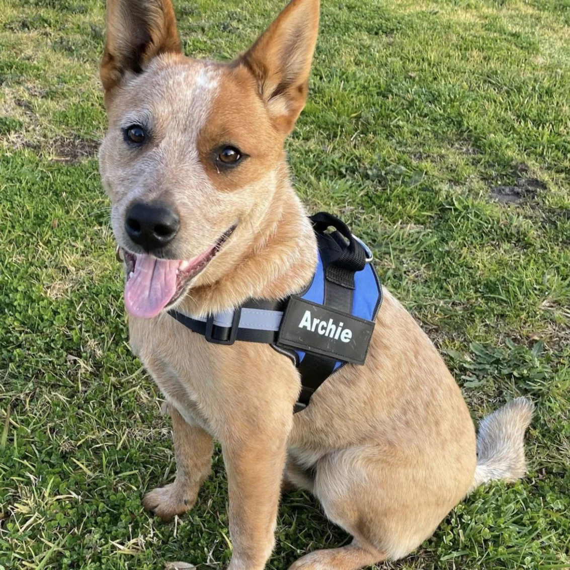 DoggyKings™ Ultimate Personalized No Pull Dog Harness - Image 11