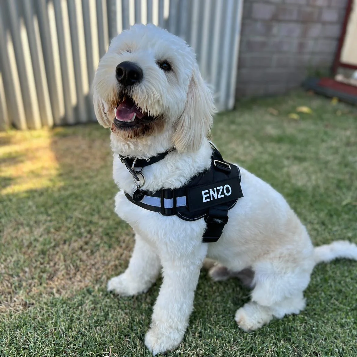 DoggyKings™ Ultimate Personalized No Pull Dog Harness - Image 12