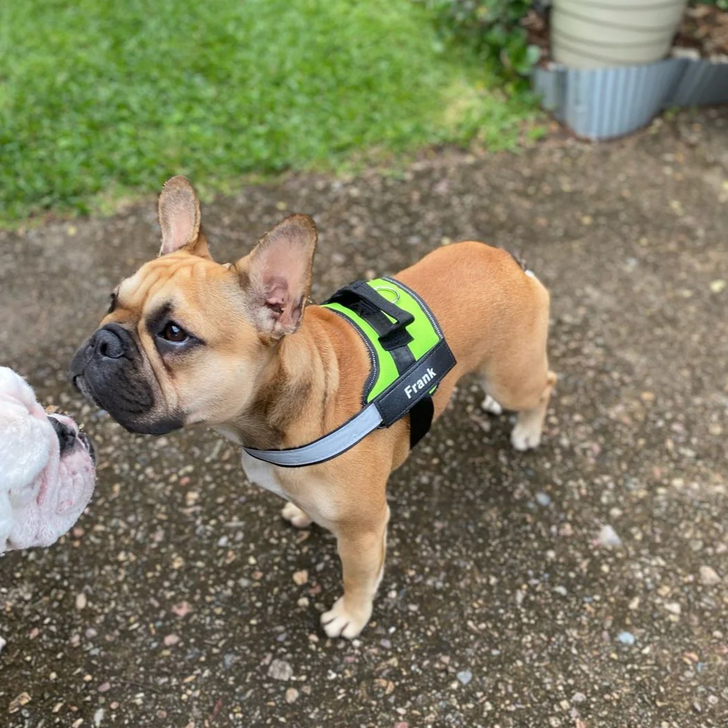 DoggyKings™ Ultimate Personalized No Pull Dog Harness - Image 6