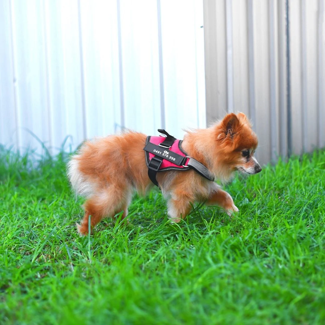 DoggyKings™ Ultimate Personalized No Pull Dog Harness - Image 7