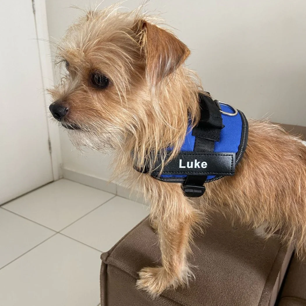 DoggyKings™ Ultimate Personalized No Pull Dog Harness - Image 8