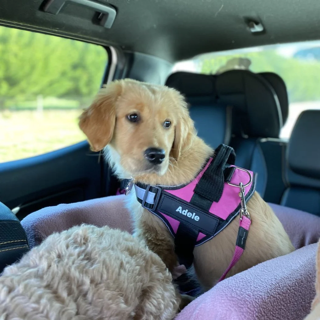 DoggyKings™ Ultimate Personalized No Pull Dog Harness - Image 9