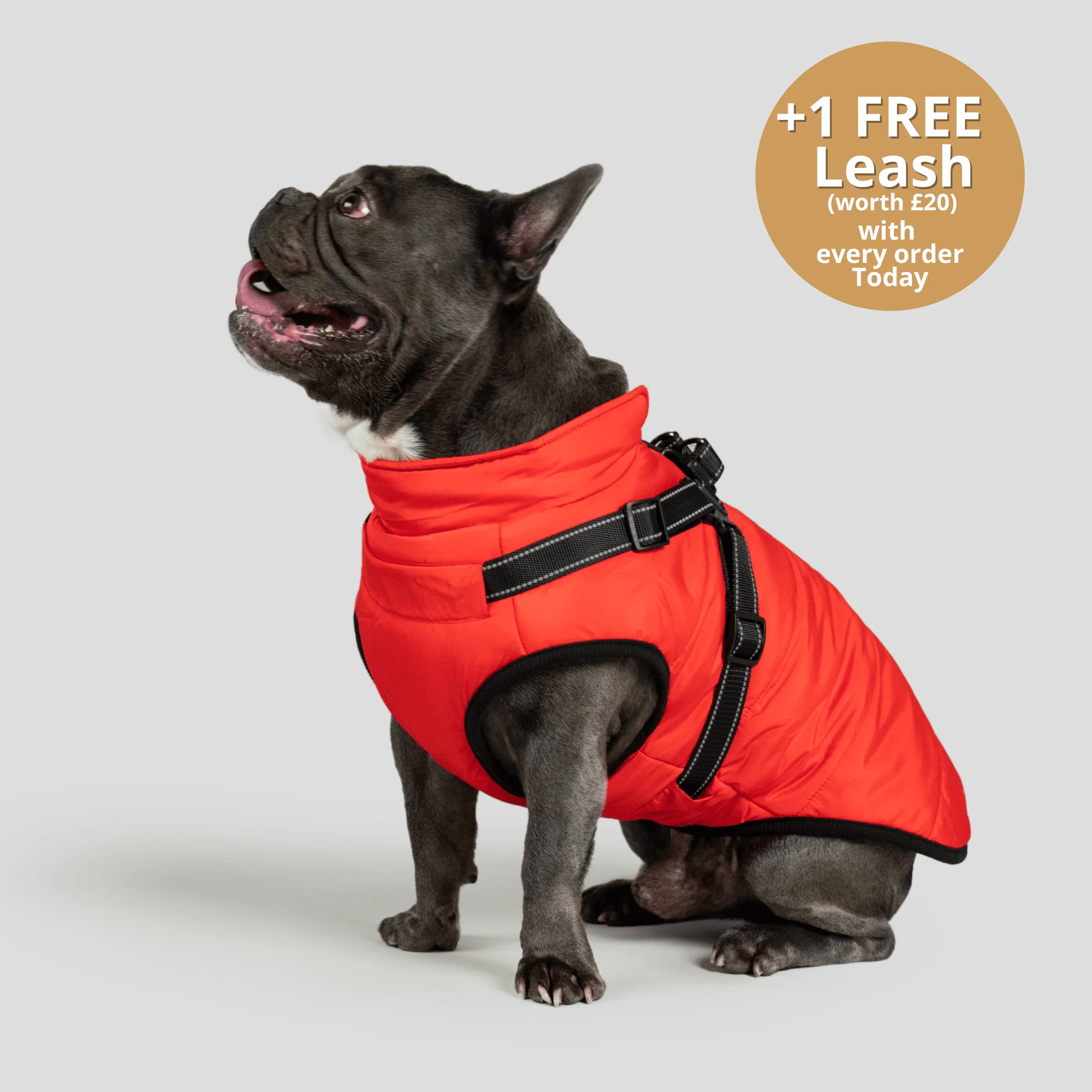 DoggyKings™ 3 in 1 Jacket - Image 3